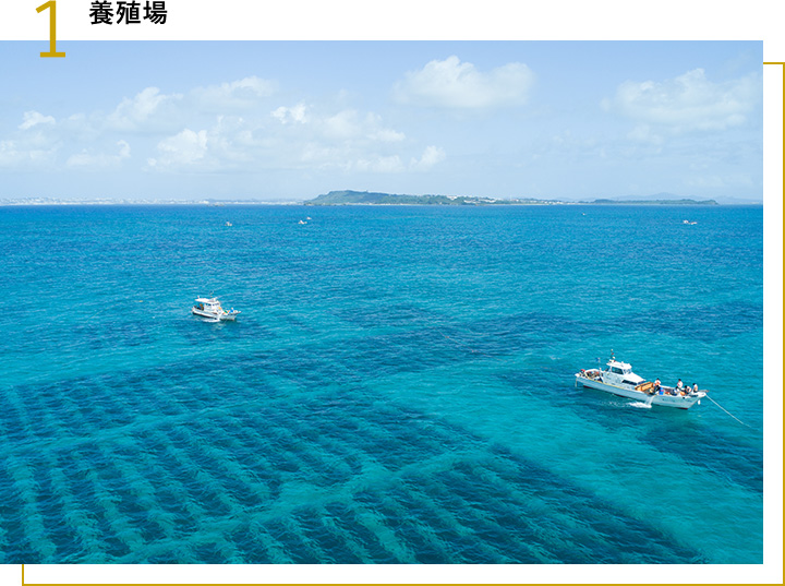 養殖場